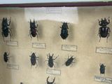 a lot of bugs that are on display in a glass case