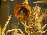 an image of a crab in a tank with a fish inside of it