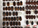 a lot of bugs that are hanging on the wall