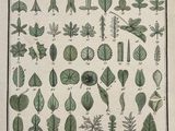 une illustration représentant différentes feuilles sur une feuille de papier