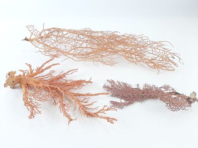 two different types of seaweed on a white surface