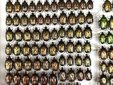 a lot of beetles that are hanging on the wall