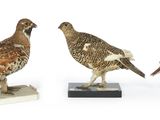trois espèces d'oiseaux différentes sont représentées sur un fond blanc