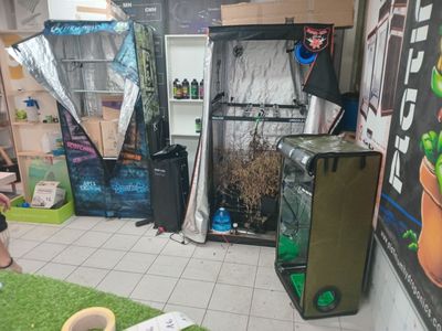 a room with a refrigerator and a plant in it