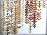 many different types of moths displayed in a glass case