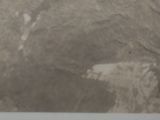 une photo d'un mouton debout dans la terre