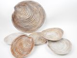 trois coquillages sont disposés sur une surface blanche, sur fond blanc