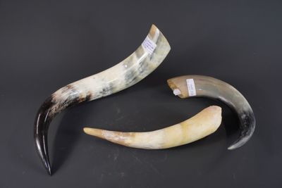 Lot de 3 cornes de Zébu. L: 40cm pour la plus grande.