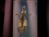 an image of a glass box with a lizard in it