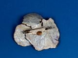 an image of a silver brooch with a pin on it