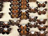 a lot of butterflies that are on display in a glass case