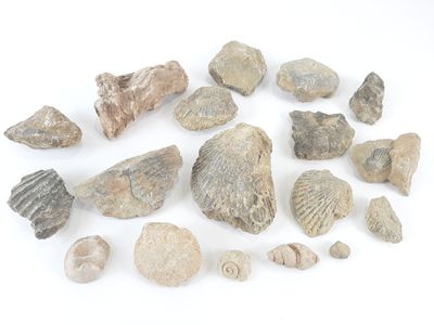 several different types of rocks and shells on a white surface