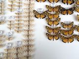 a lot of butterflies that are on display in a glass case