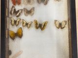 a picture of a display of butterflies in a wooden frame