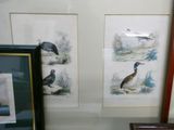 two framed pictures of birds on the wall next to each other