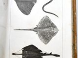 a book with a drawing of sting stings and other stingfishs