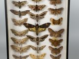 a framed display of moths in a shadow box
