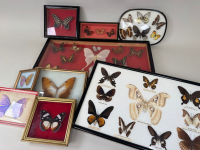 de nombreux types de papillons exposés dans différents cadres