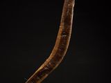 an elephant horn on a stand against a black background