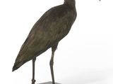 un oiseau posé sur un socle, doté d'un long bec