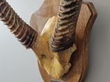 an antelope mounted on the wall of a house