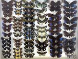 many different types of butterflies displayed in a display case