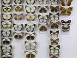 de nombreux types de papillons différents présentés dans une vitrine