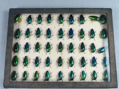 ENTOMOLOGIE. C.S.D. Collection.