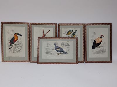 three framed pictures of birds on a wall with a white background