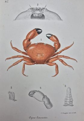 an illustration of a crab and other animals on a white background