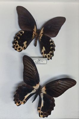 two black and brown butterflies sitting on top of a white surface