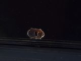 a hole in the window of a building that has a hole in it
