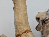 a statue of a dog with a bone in it ' s mouth