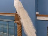 a white peacock that is standing on a wooden pole