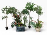 several potted plants are lined up in a row on a white surface