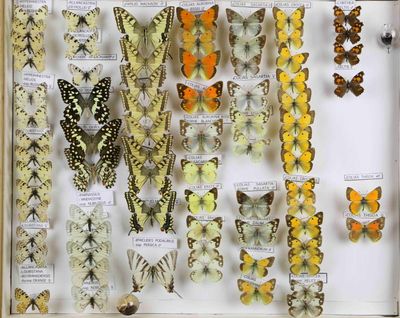 de nombreux types de papillons différents présentés dans une vitrine