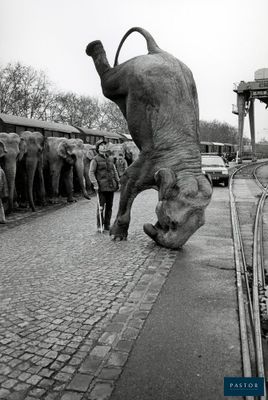 un éléphant qui fait un numéro dans la rue