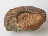 an ammonet fossil on a white surface with a white background
