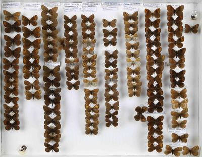 une vitrine remplie d'une grande variété de papillons