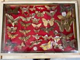 a picture of a display of moths in a glass case