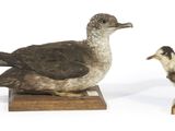 trois oiseaux posés sur un socle en bois