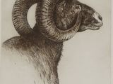 drawing of a ram ' s head with large horns on a white background