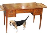 un chien qui se tient debout sous un bureau