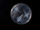 une image montrant un gros plan d'une plaque de verre ornée d'un motif représentant une libellule