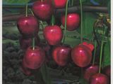 painting of a bunch of cherries hanging from a tree in a field