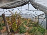 de nombreuses plantes poussant à l'intérieur d'une serre par temps de pluie