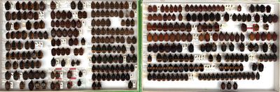 two pictures of a display of different types of insects