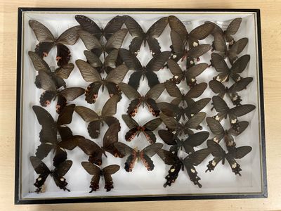 a lot of butterflies in a box on a table