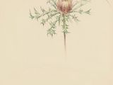 a drawing of a flower with leaves on a white background