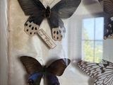three butterflies in a shadow box on a table